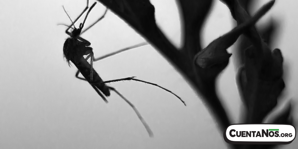 Tipos de serotipos de dengue, sus particularidades y cómo atenderlos en casa..png
